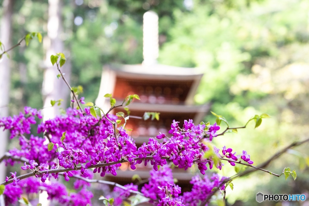 室生寺 五重の塔と花