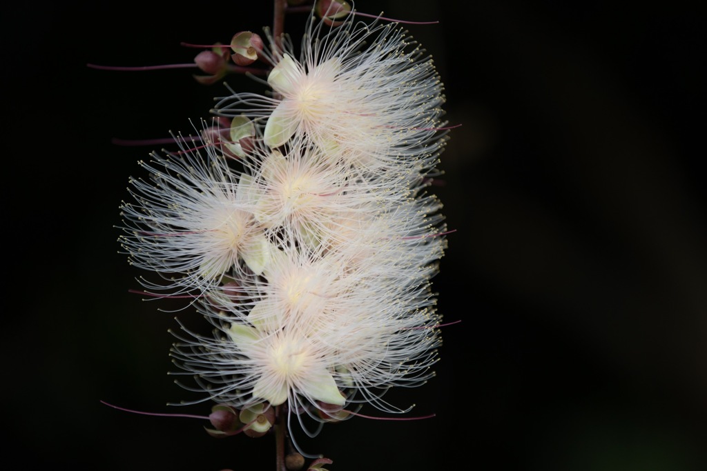 幸福の花