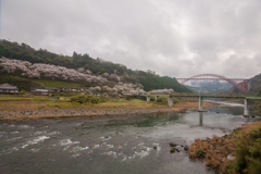 桜並木