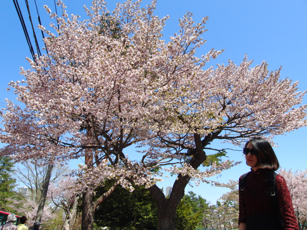 桜撮影会３