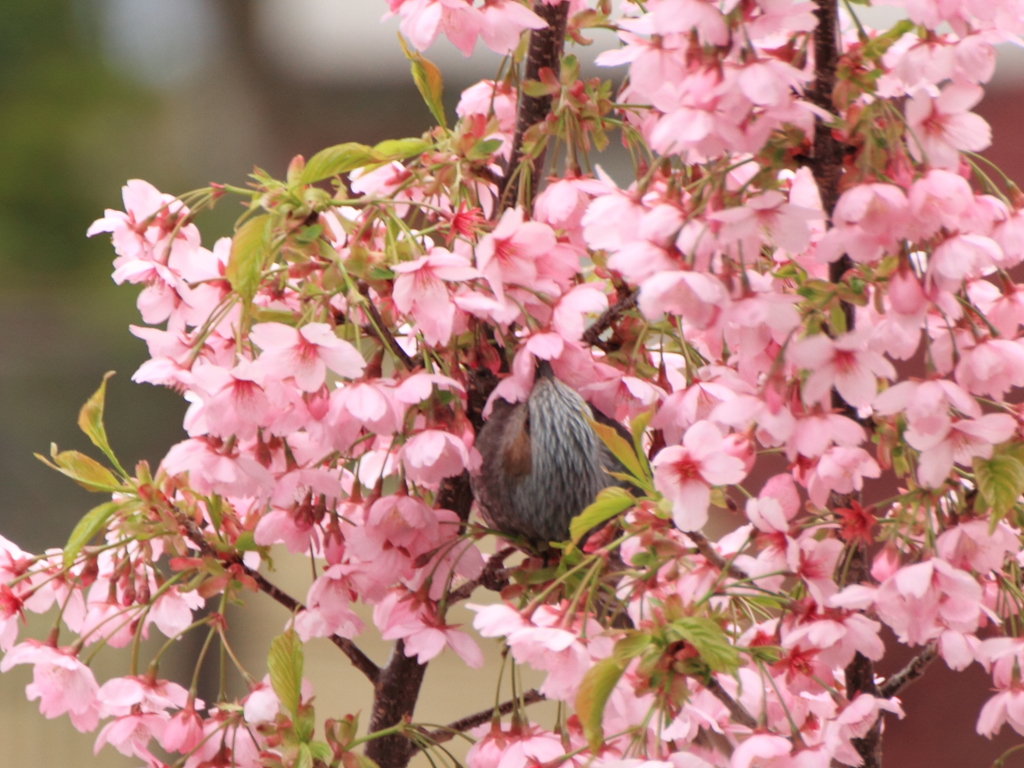 桜とうぐいす？－２