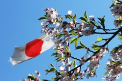 さくらJAPAN