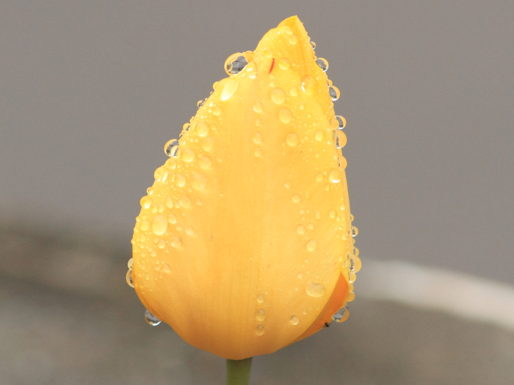 朝露