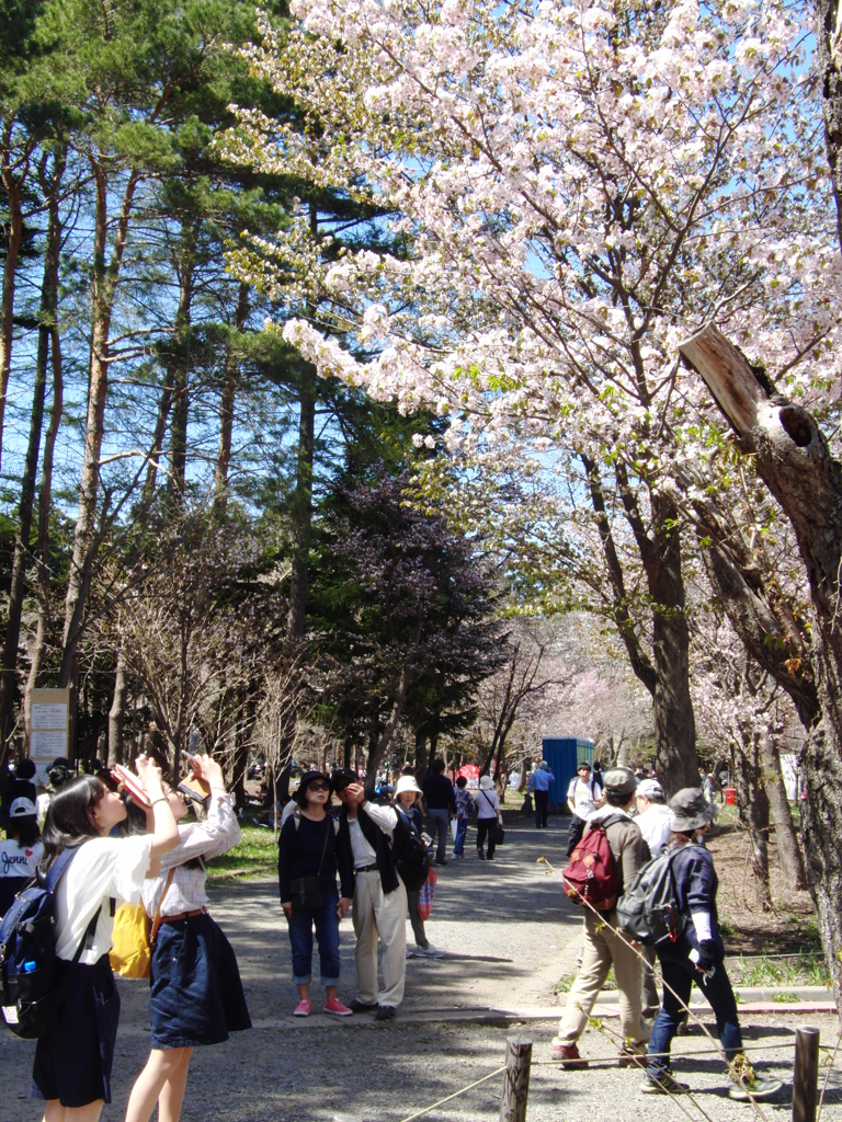 桜撮影会１