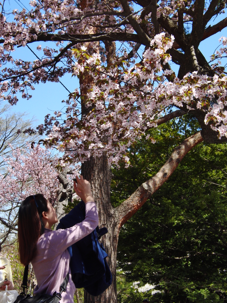 桜撮影会４