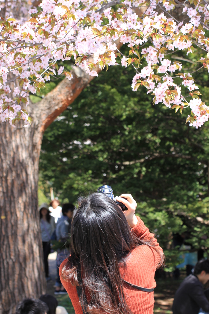 桜撮影会２