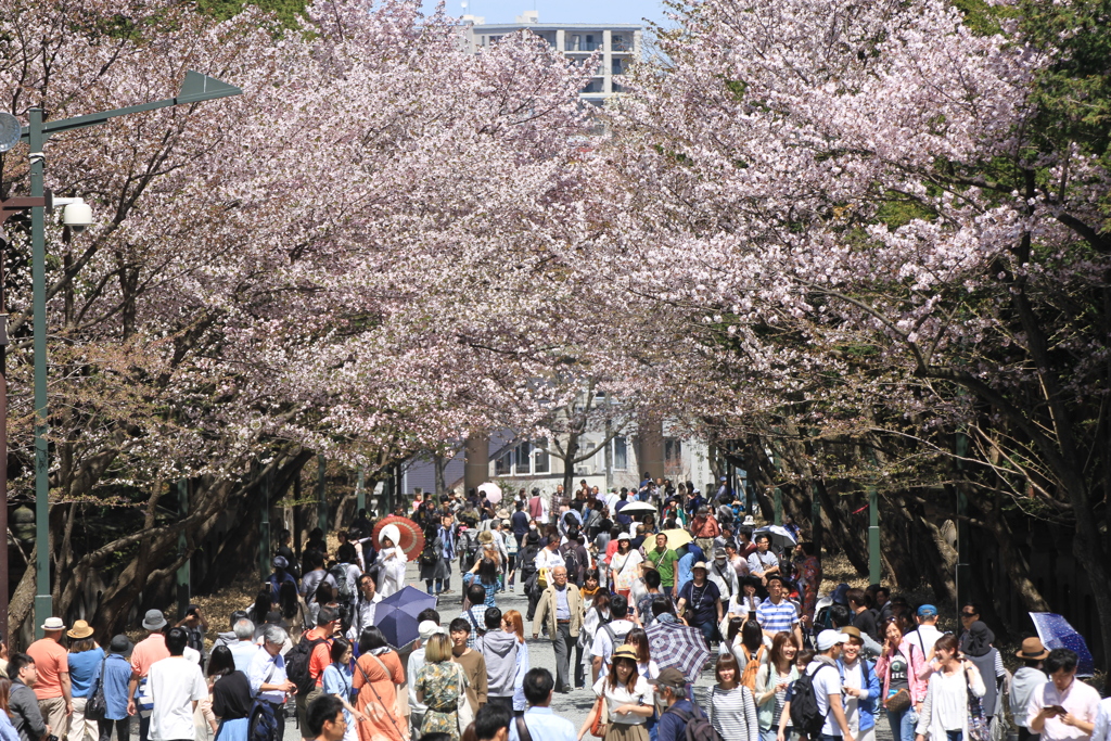 桜満開