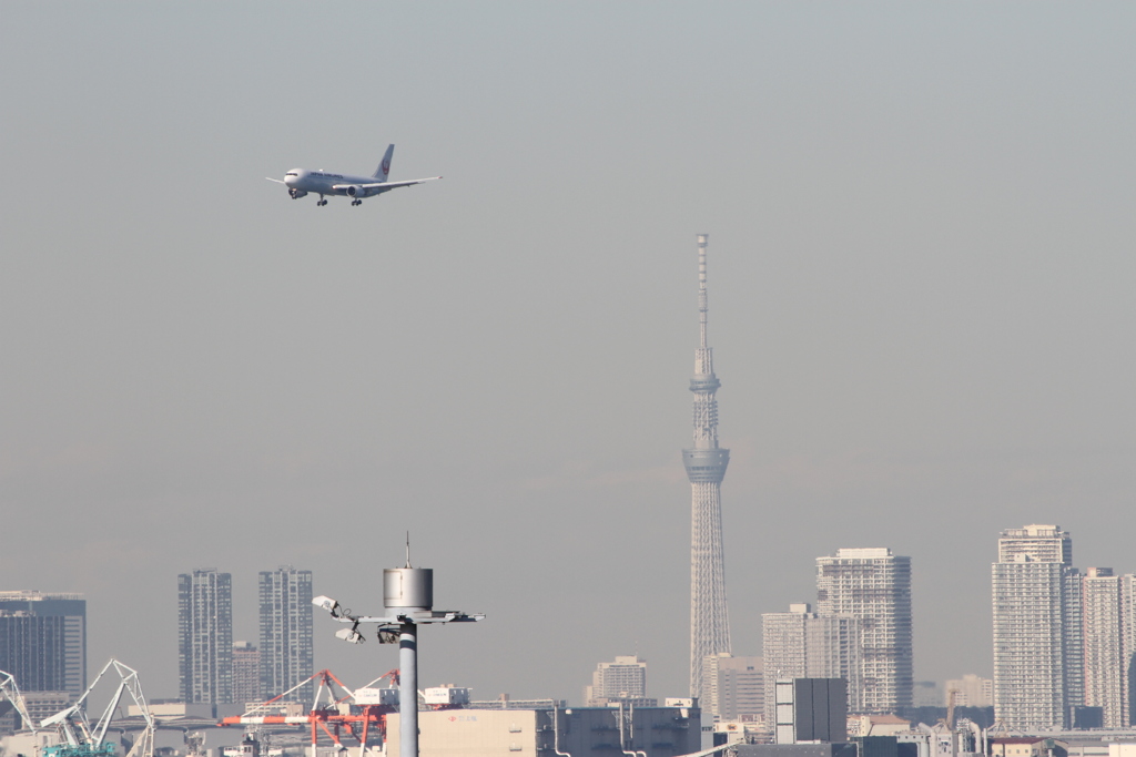スカイツリーとJAL