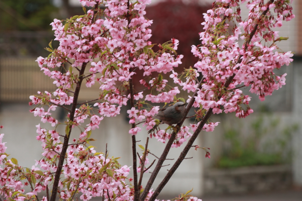 桜とうぐいす？－１