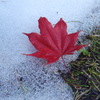 紅葉と雪