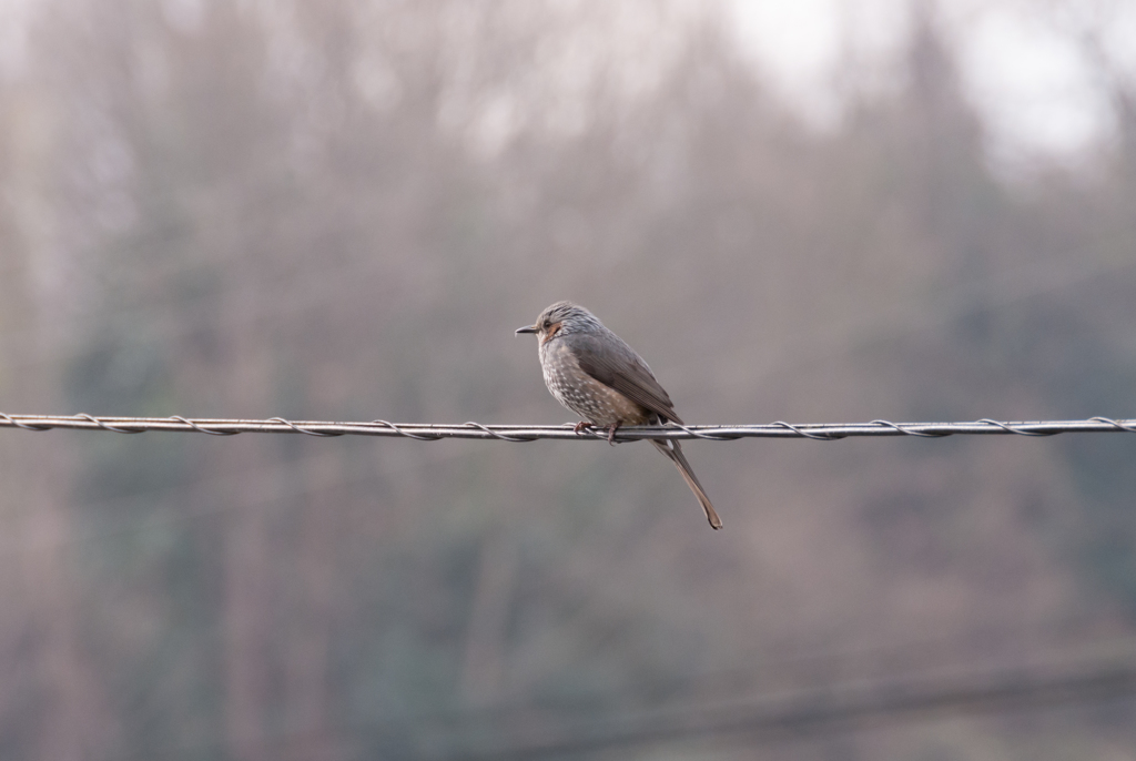 訪問者　ヒヨドリさん