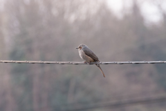 訪問者　ヒヨドリさん