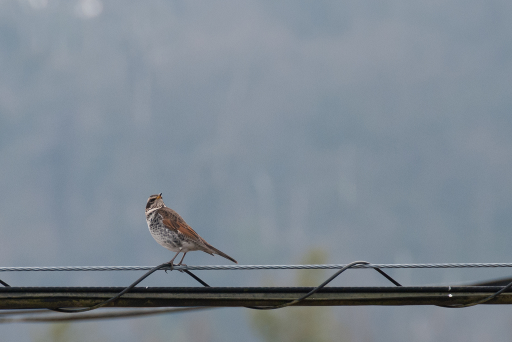 訪問者　ツグミさん