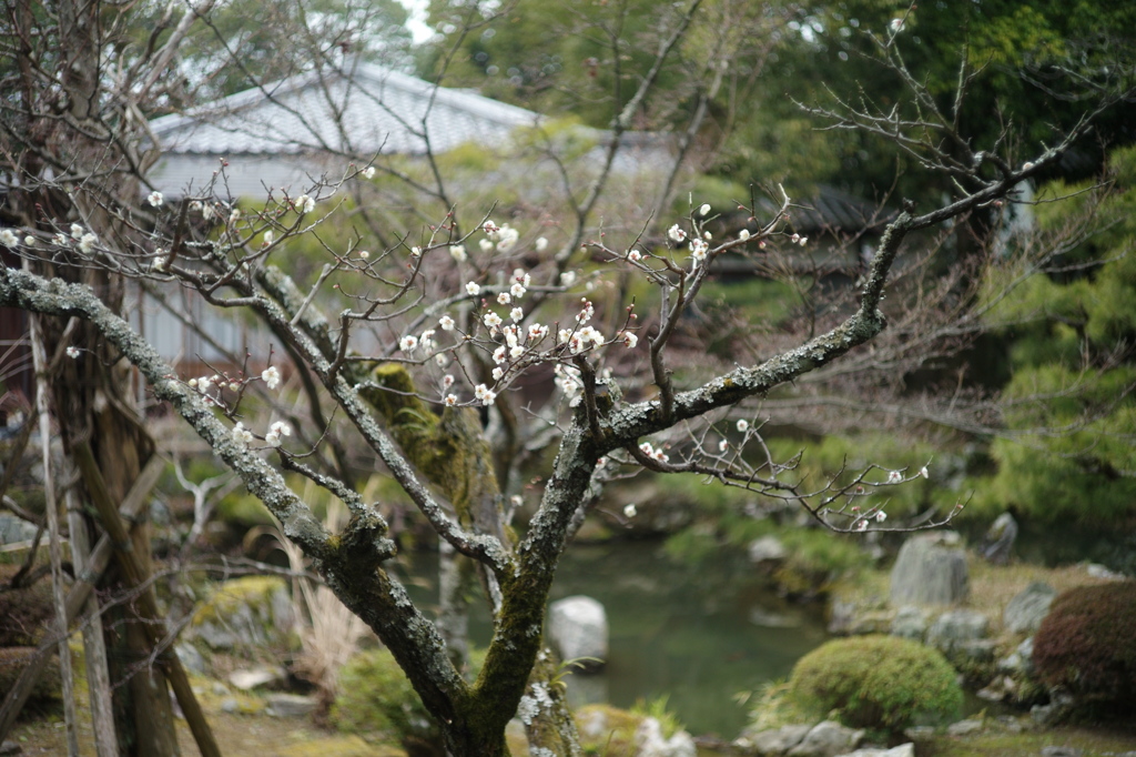 大覚寺: 梅