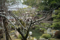 大覚寺: 梅