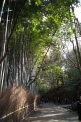 嵐山の竹林１ by Apoqualia-G 28mm/F2
