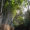 嵐山の竹林１ by Apoqualia-G 28mm/F2