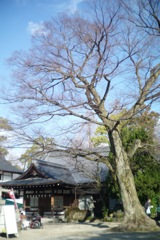藤森神社: 大きな木