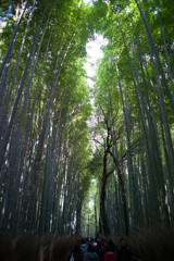 嵐山の竹林２ by Apoqualia-G 28mm/F2