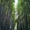 嵐山の竹林２ by Apoqualia-G 28mm/F2