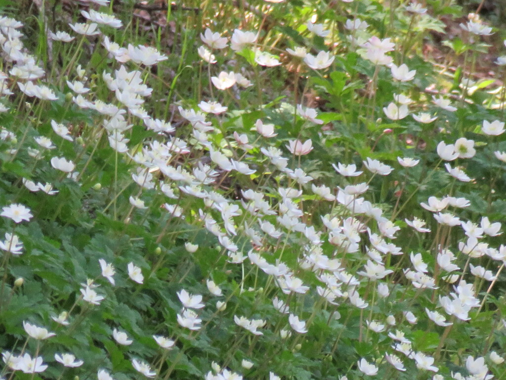 白い花8