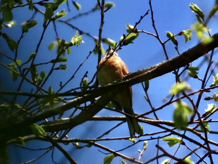 野鳥発見1