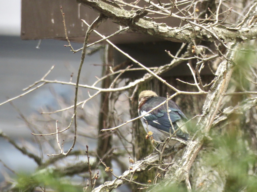 今年もやって来た