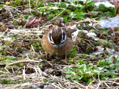 今日出会った野鳥6