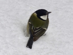 雪の中の野鳥達2
