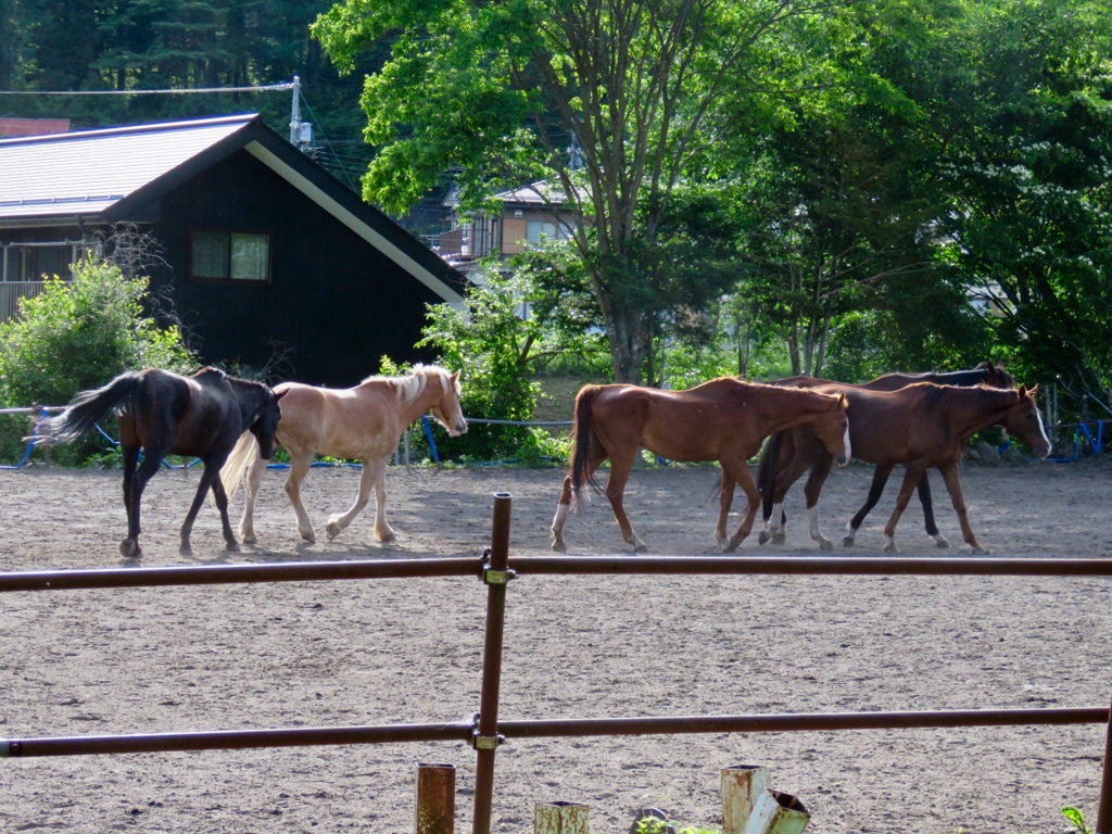 近所の乗馬クラブ