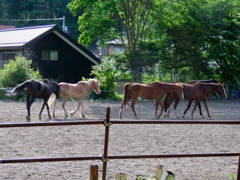 近所の乗馬クラブ