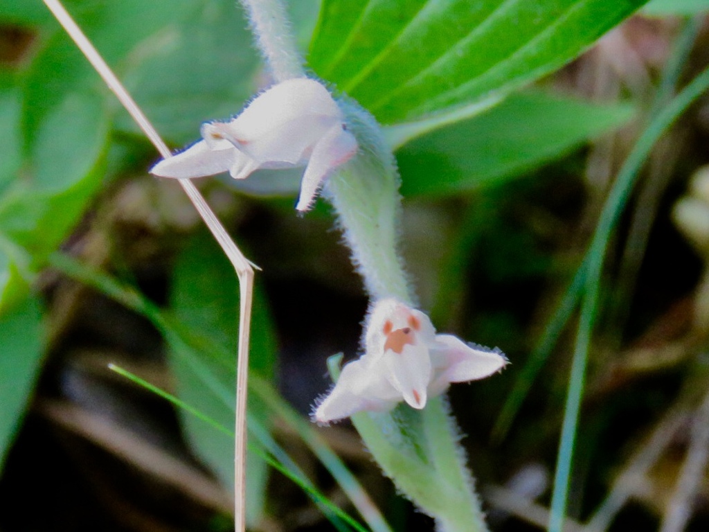 ミヤマウズラの花