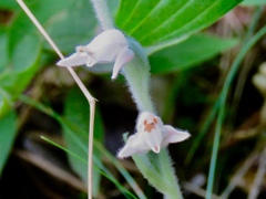ミヤマウズラの花