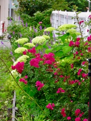 幼稚園の花壇