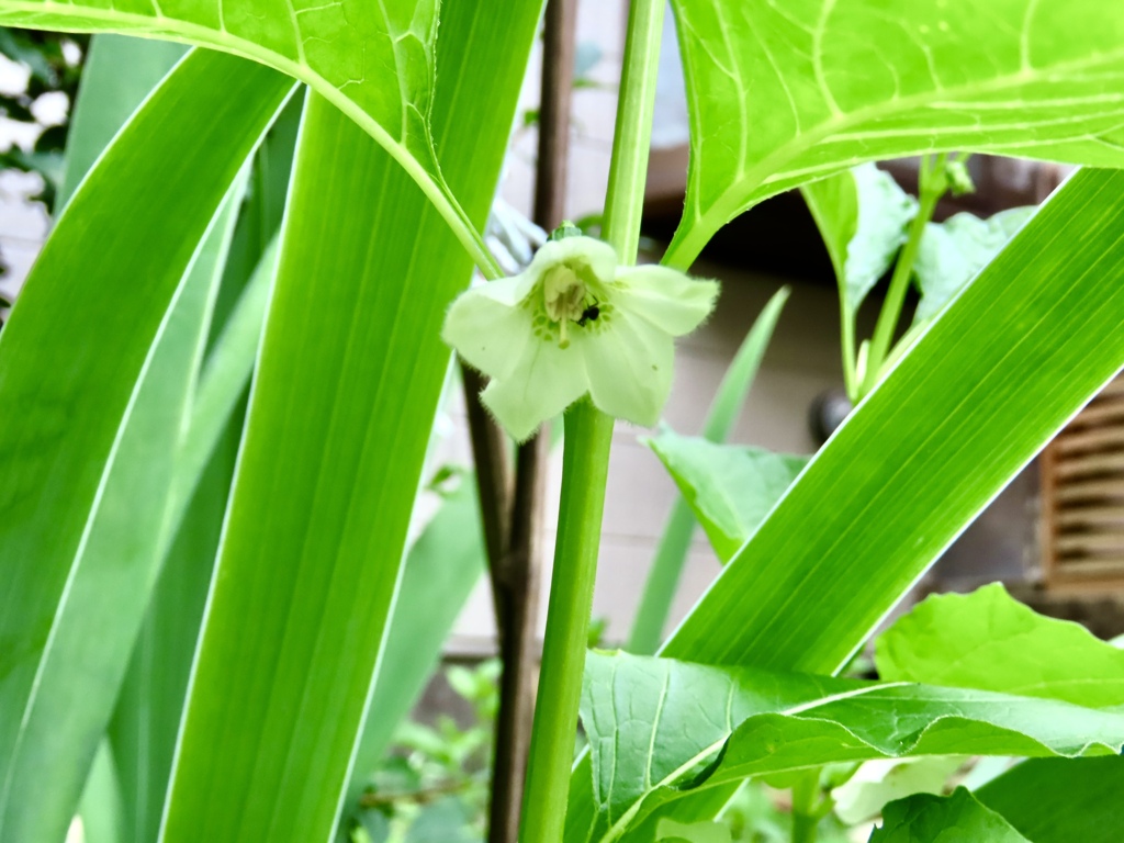 ホオズキの花