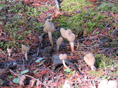 アシボソノボリリュウタケ