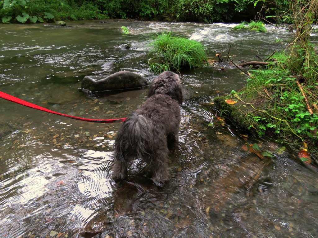 アー、涼しい！