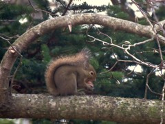 コブシの枝で