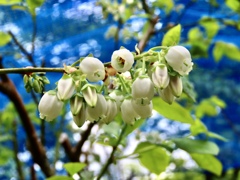 ブルーベリーの花