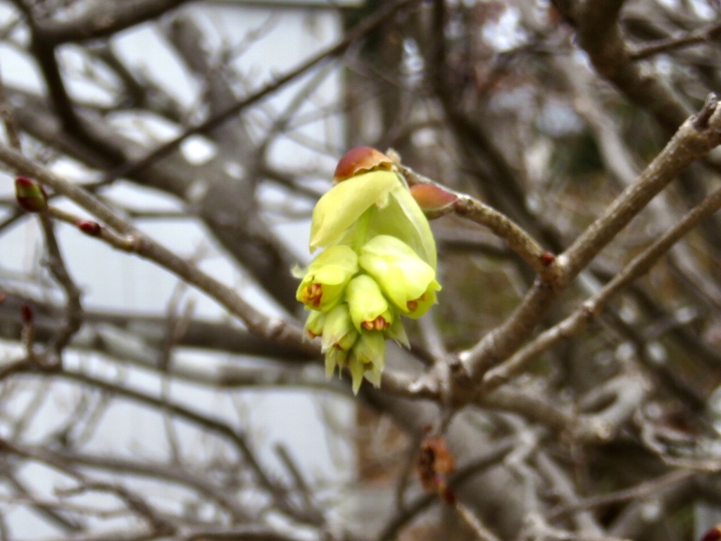 一つ開花