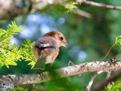 野鳥