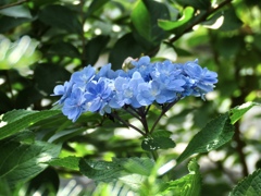綺麗なアジサイ