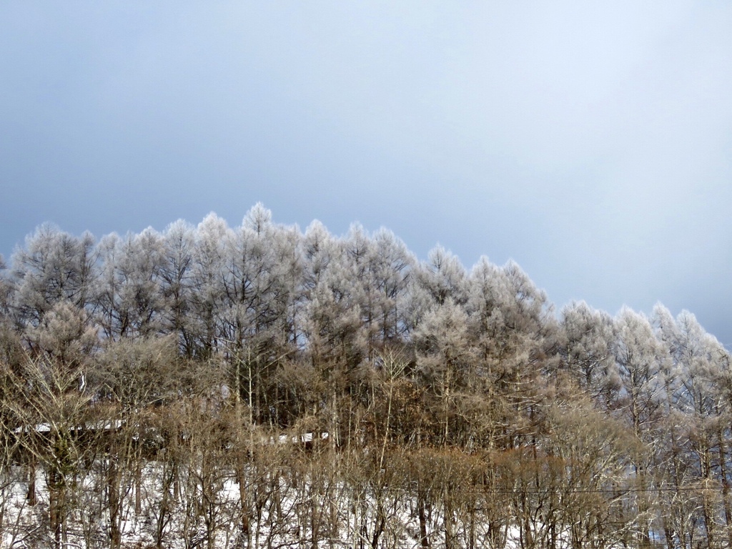 霧氷1
