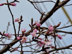 軽井沢の桜2