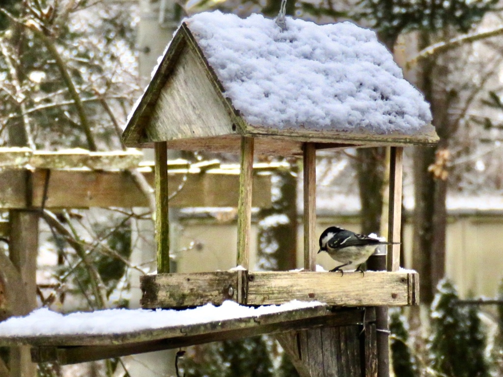 この鳥は？