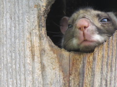 眠いのに！