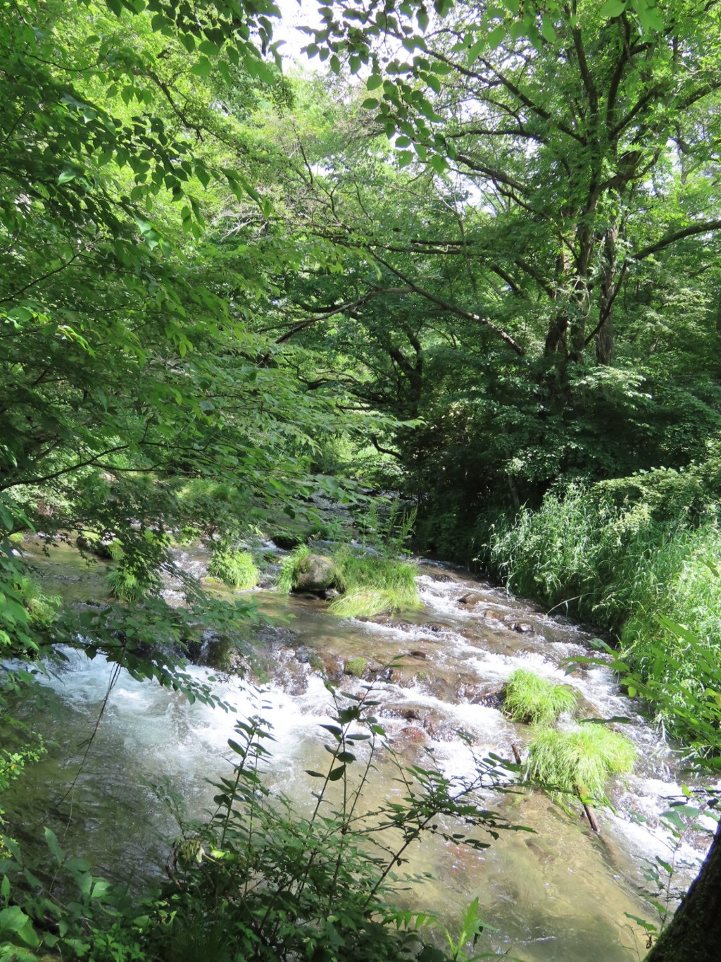 水と木陰の恋しい季節