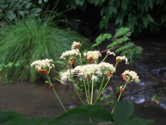 シシウドの花