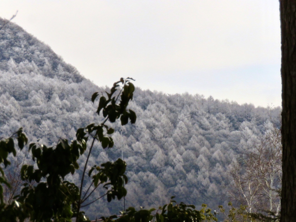 今朝の離山1