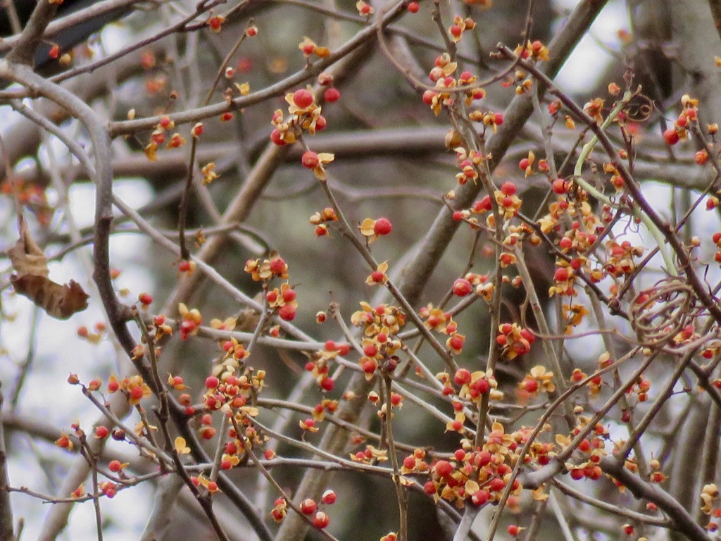 ツルウメモドキ